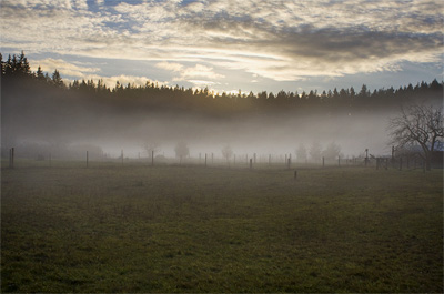 Evening Fog